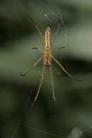 8285 Dew Covered Spider (Tetragnatha extensa) on Web